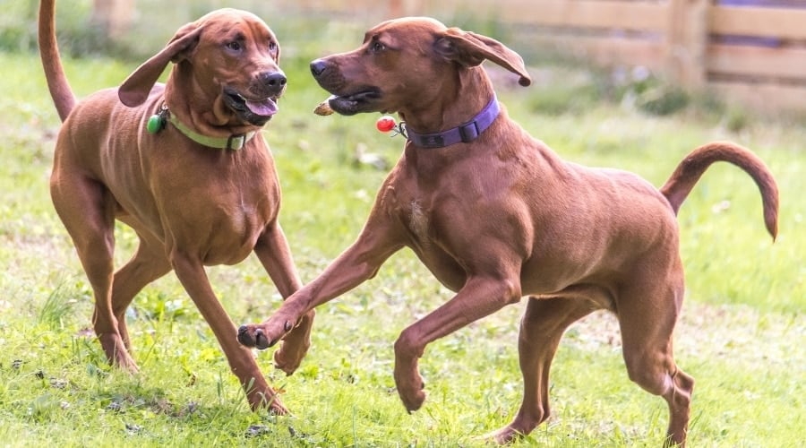 Two Dogs Playing Together in Yard