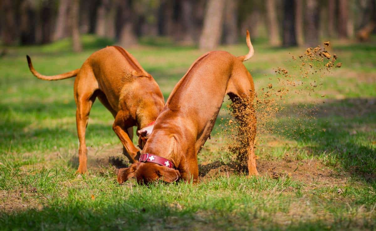 Two Rhodesian ridgebacks in a park, playing and digging a hole in the ground