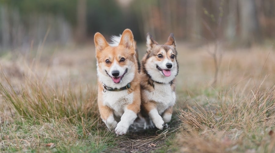 Two Running Corgi Dogs
