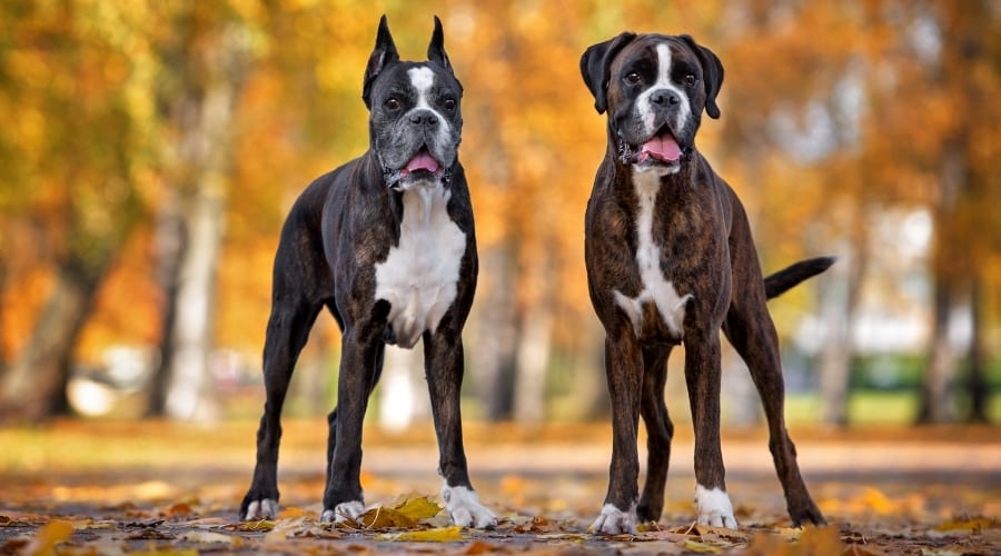 Two Scary Boxer Dogs