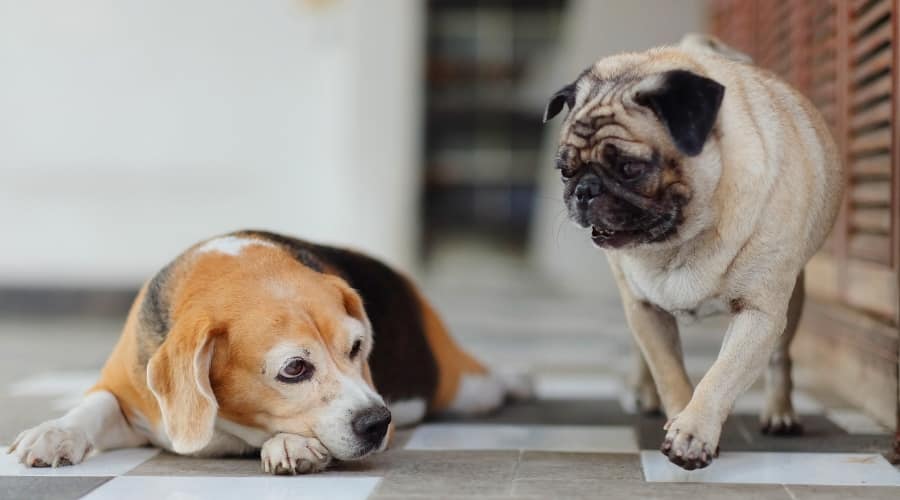 Two Senior Dogs Looking at Each Other