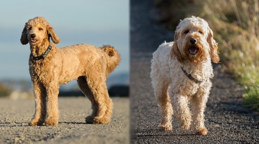 Two Shaggy Dogs Outdoors Walking