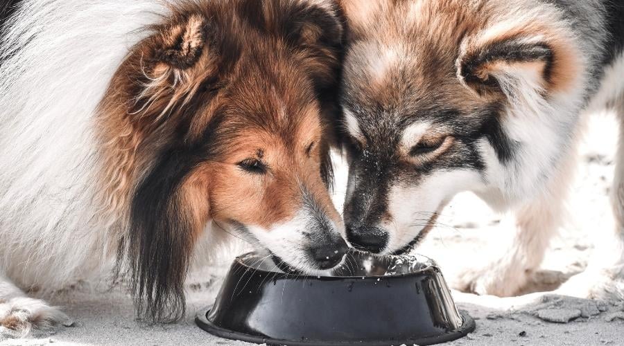 Two Shelties drinking water