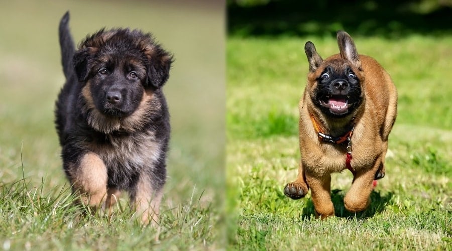 Two Shepherd Type Puppies