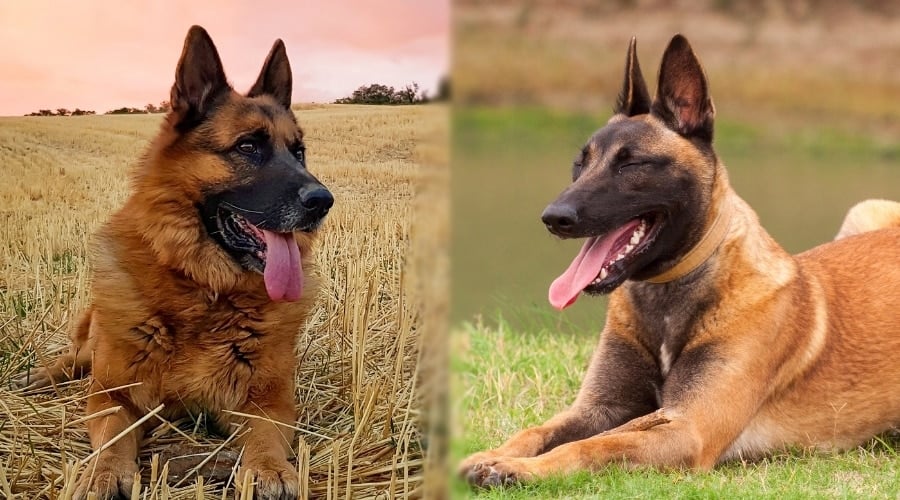 Two Similar Dogs in Field