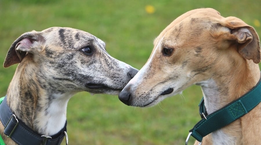 Two Skinny Spotted Dogs Face to Face
