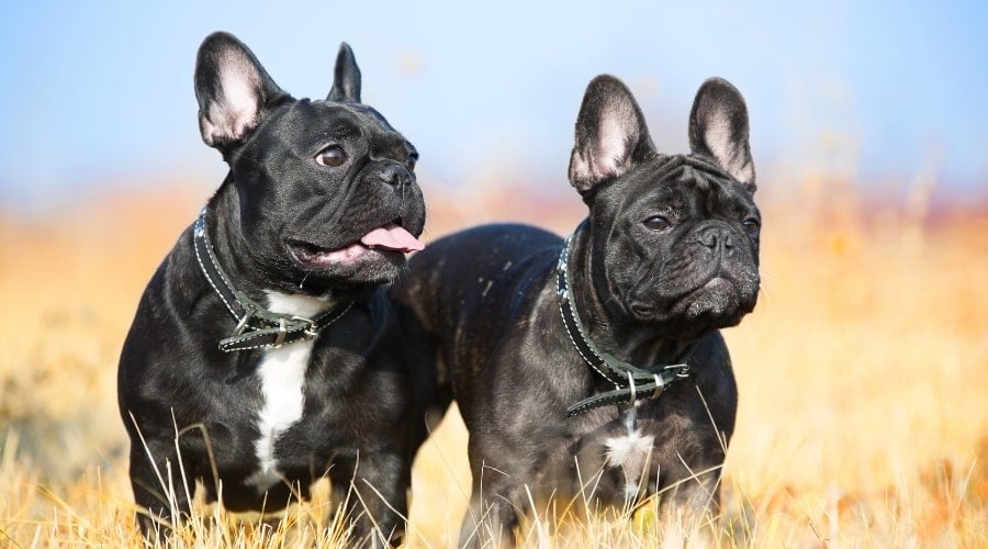 Two Small Black Dogs Standing in Grass