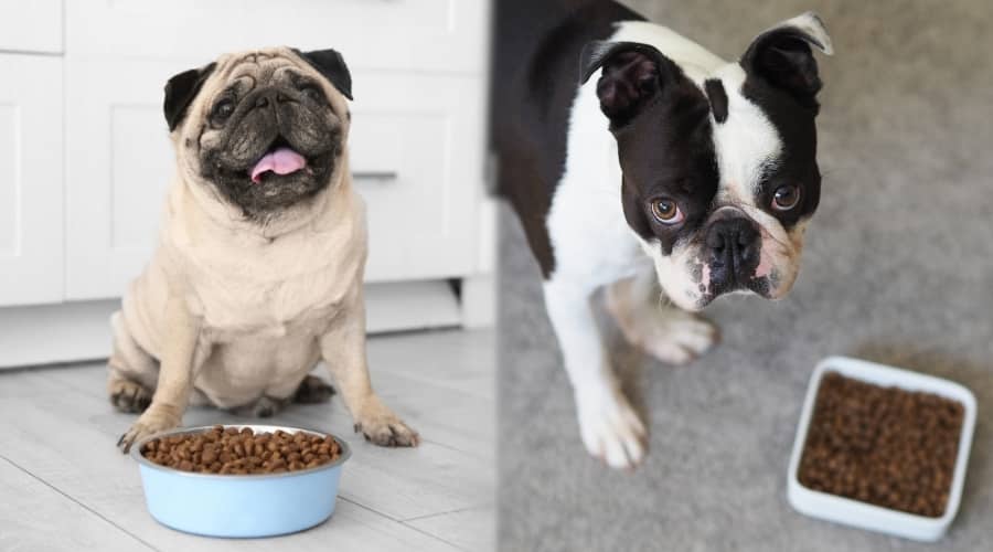 Two Small Breed Dogs Eating Food