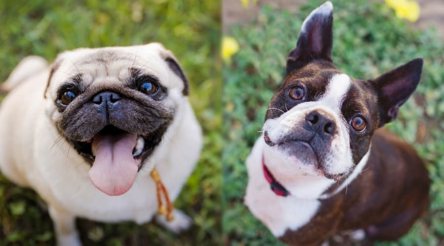 Two Small Breed Dogs Looking Up