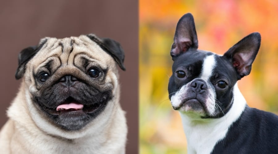 Two Small Breed Dogs Looking at Camera