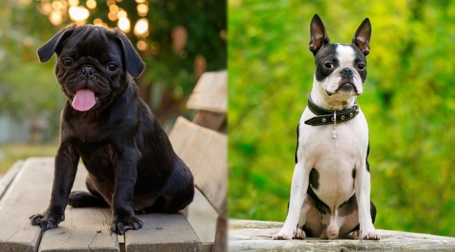 Two Small Breed Dogs Training