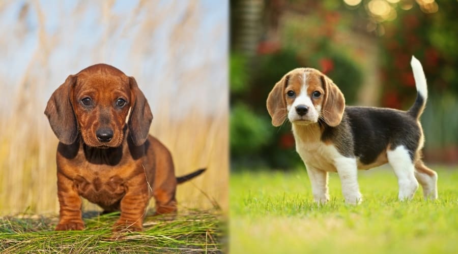 Two Small Breed Puppy Dogs Outdoors