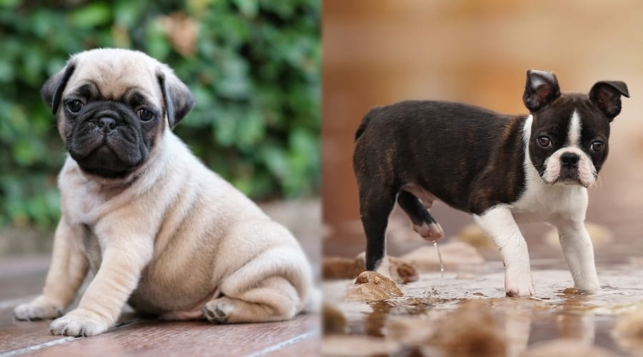Two Small Dog Breed Puppies Outdoors