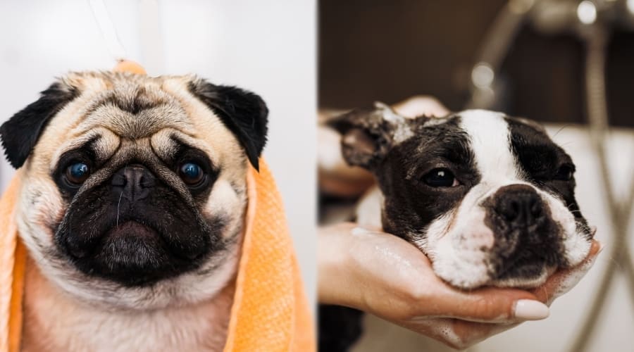 Two Small Dogs Being Bathed