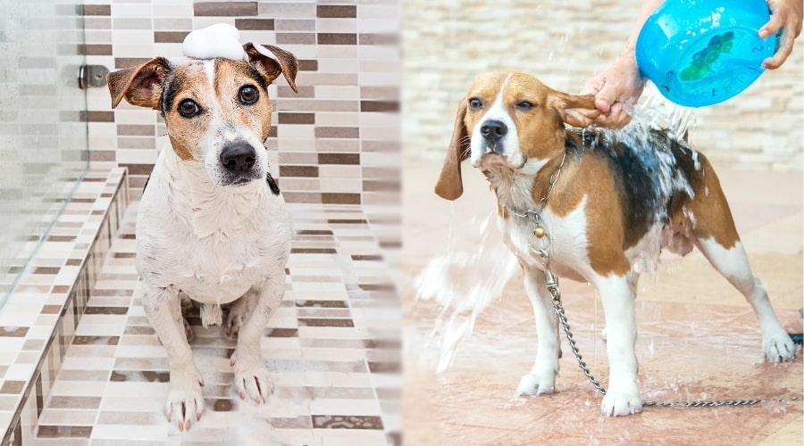 Two Small Dogs Being Bathed