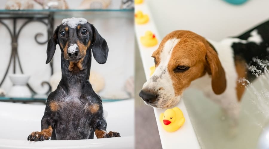 Two Small Dogs Getting Bathed