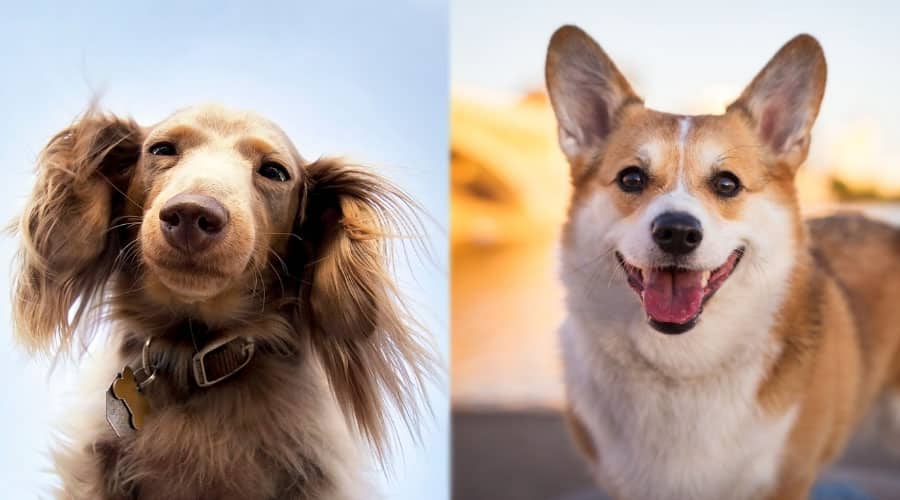 Two Small Dogs Needing Groomed