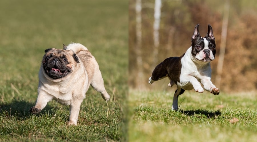 Two Small Dogs Playing in Grass Outdoors