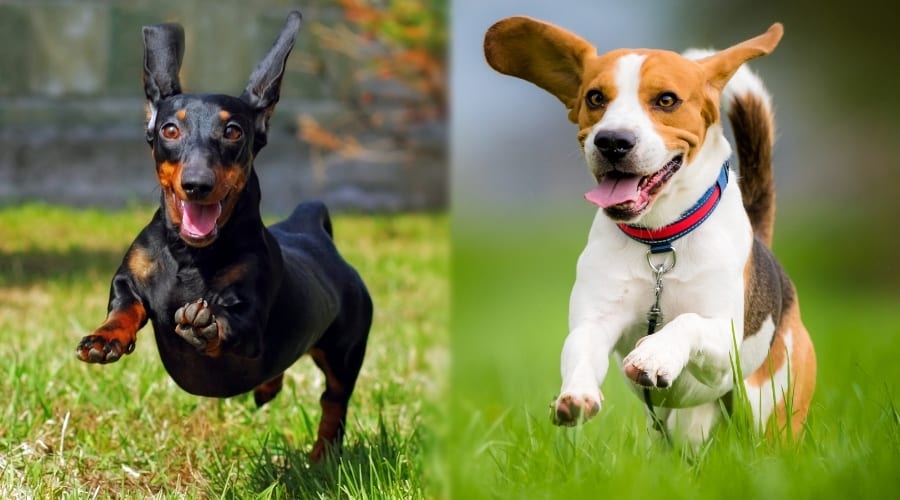 Two Small Dogs Running in Grass