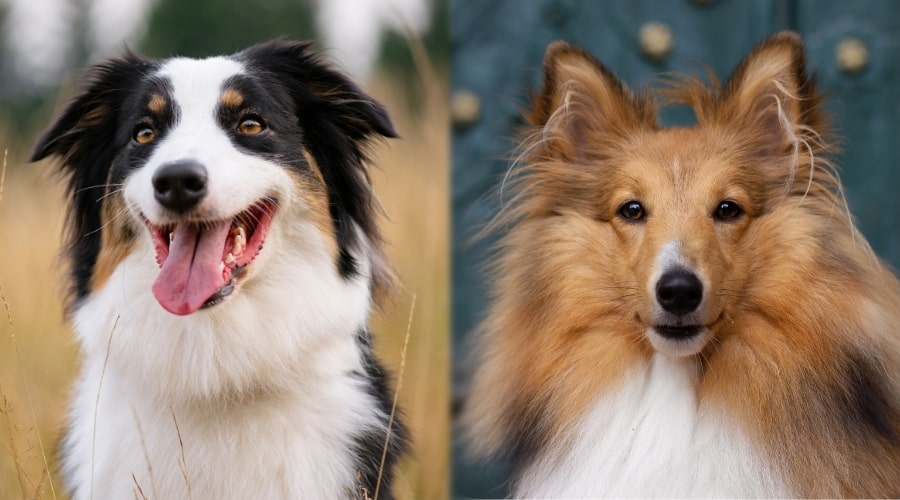 Two Small Fluffy Dogs Outdoors