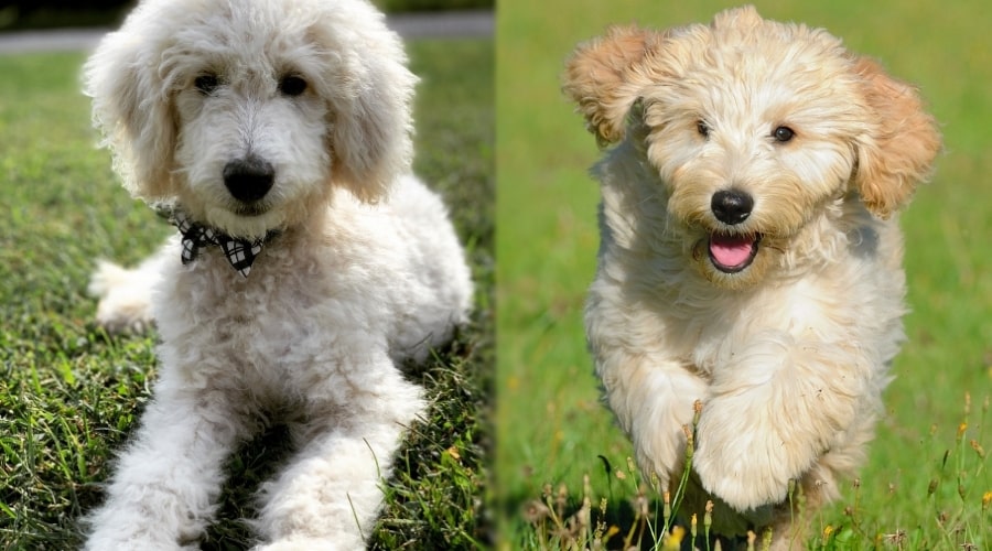 Two Small Fluffy Puppies