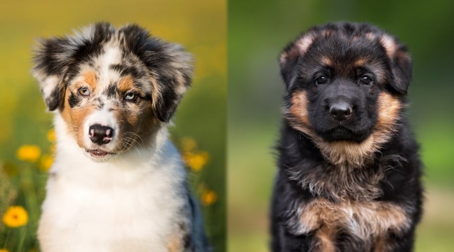Two Small Furry Puppies Looking at Camera