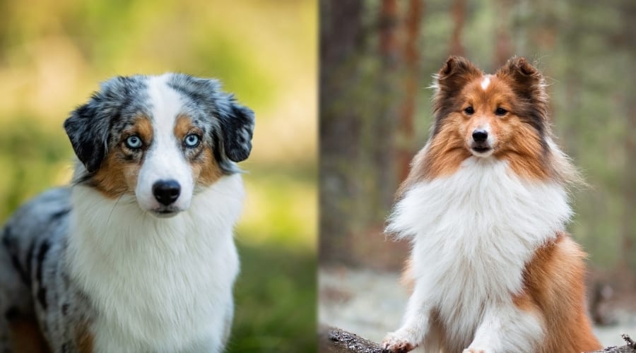 Two Small Happy Healthy Dogs