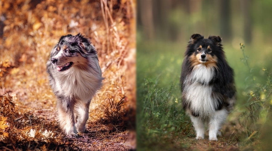 Two Small Herding Dogs Outdoors