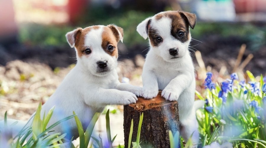 Two Small Puppies Among Purple Flowers