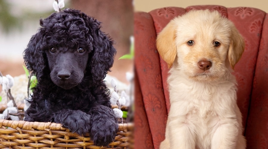 Two Small Puppies Sitting