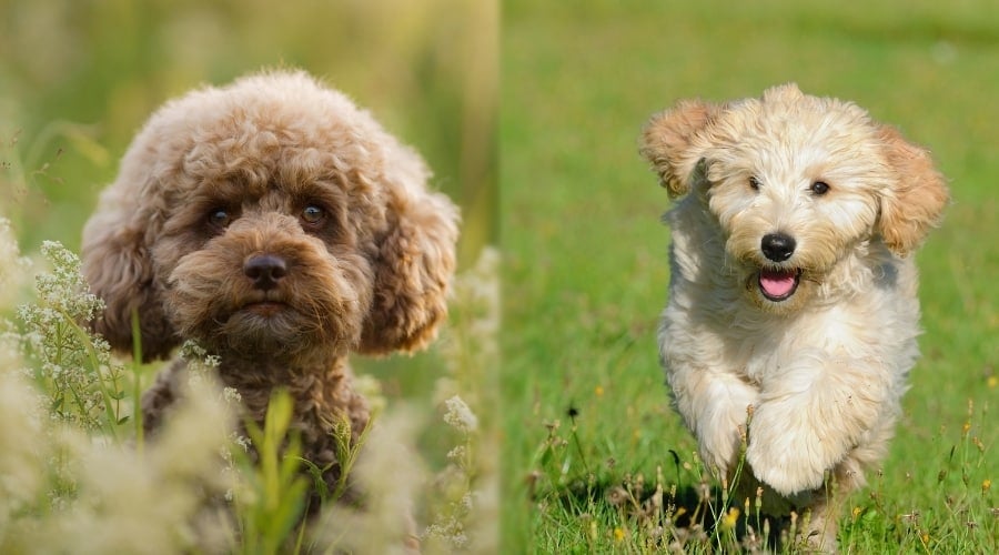 Two Small Puppies in Grass