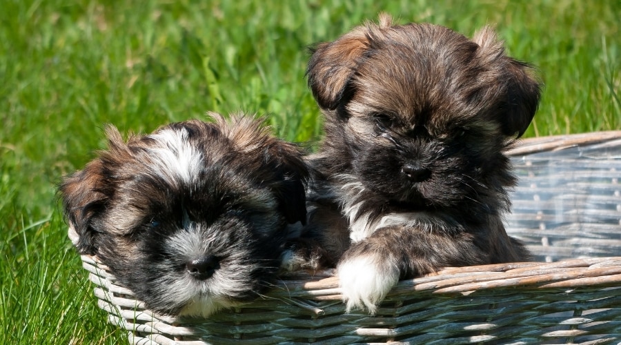 Two Small Puppies in a Basket