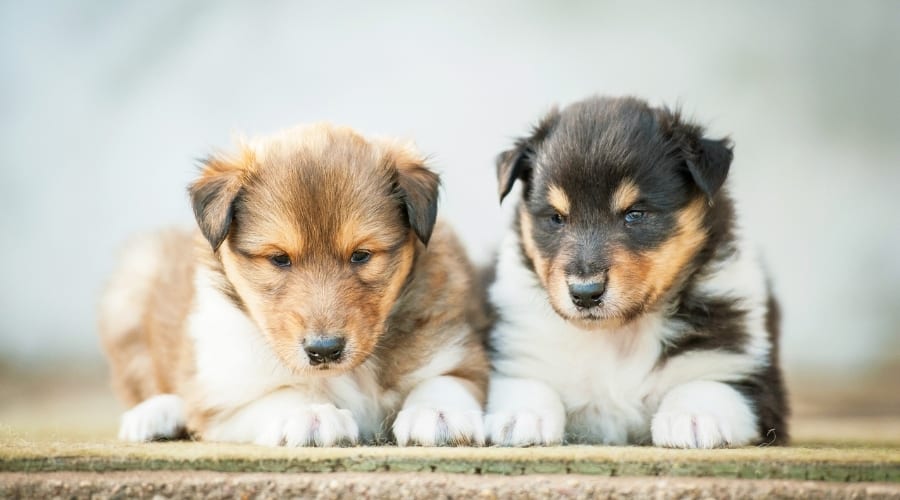 Two Small Puppies