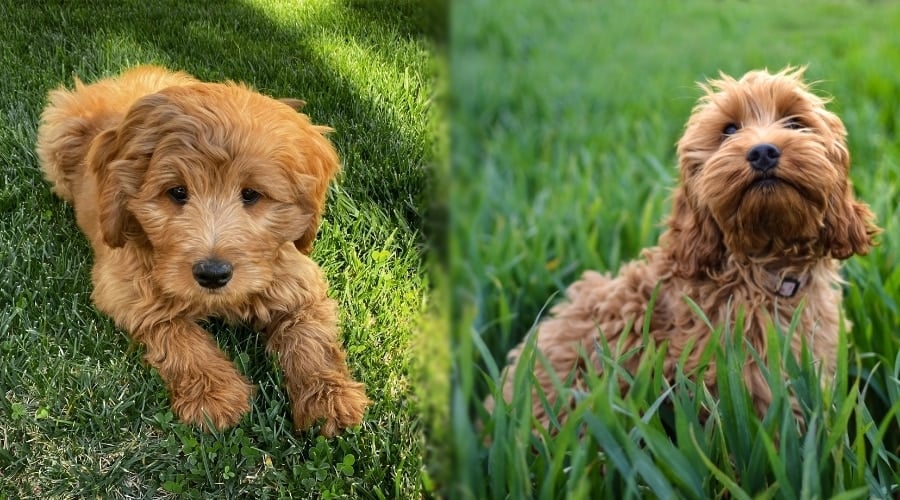 Two Small Red Coated Puppies in Grass