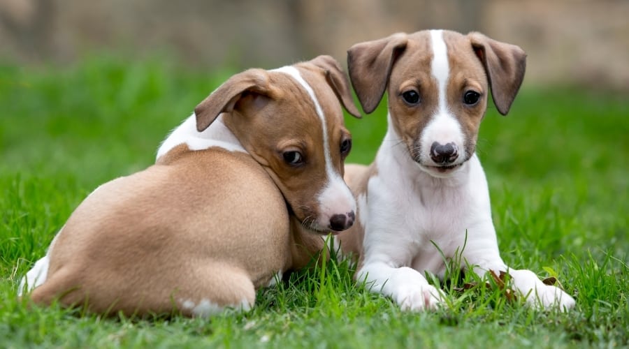 Two Small Tan and White Puppies in Grass