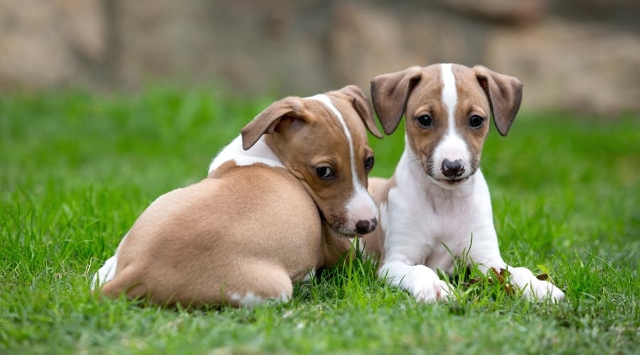 Two Small Tan and White Puppies