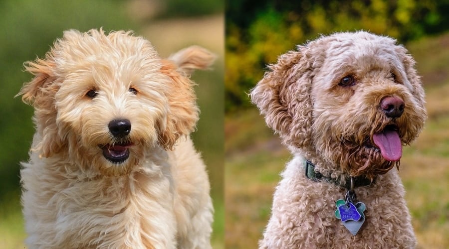 Two Small Teddy Bear Looking Dogs