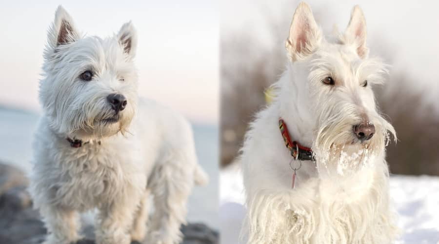 Two Dogs Looking Off into The Distance
