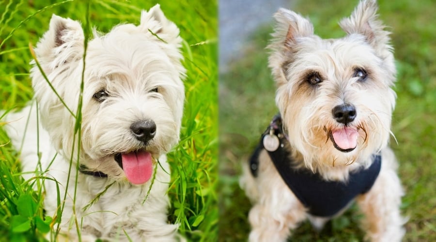 Two Small White Dogs Up Close