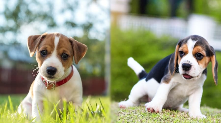 Two White and Tan Puppies Sitting in Grass