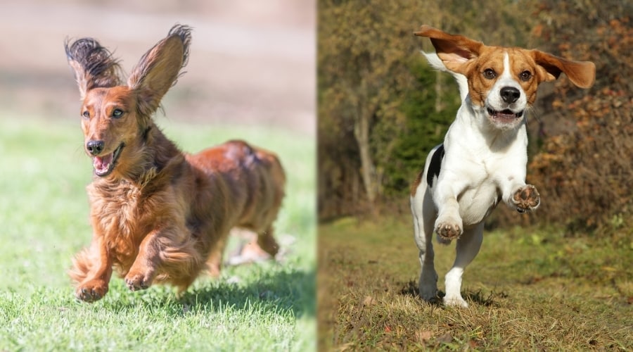 Two Small and Intelligent Dogs Exercising