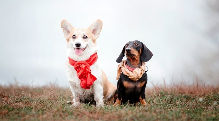 Two Smaller Dogs with Bandanas on