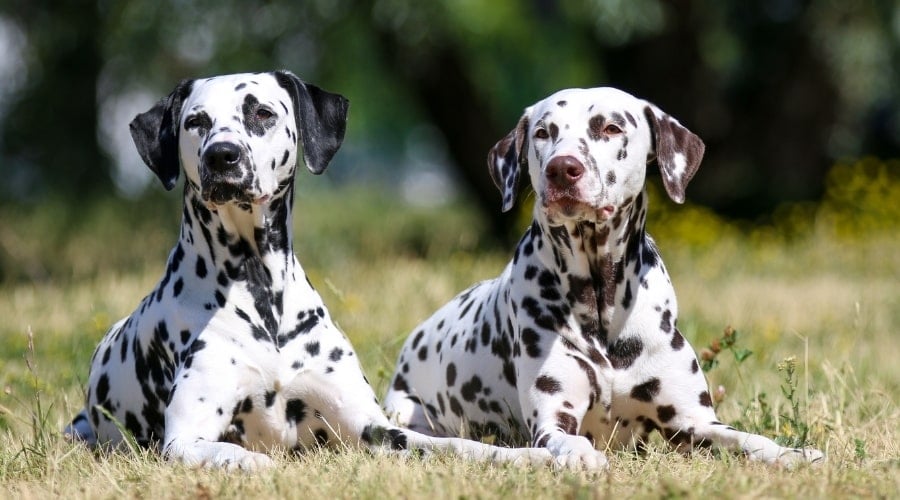Two Spotted Dalmations Lounging Next to Each Other