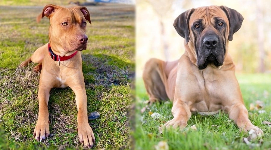 Two Tan Dog Freshly Bathed Sitting in Grass