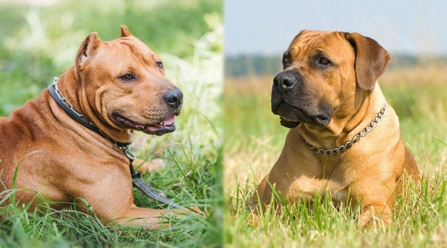 Two Tan Dogs Laying Down in The Grass