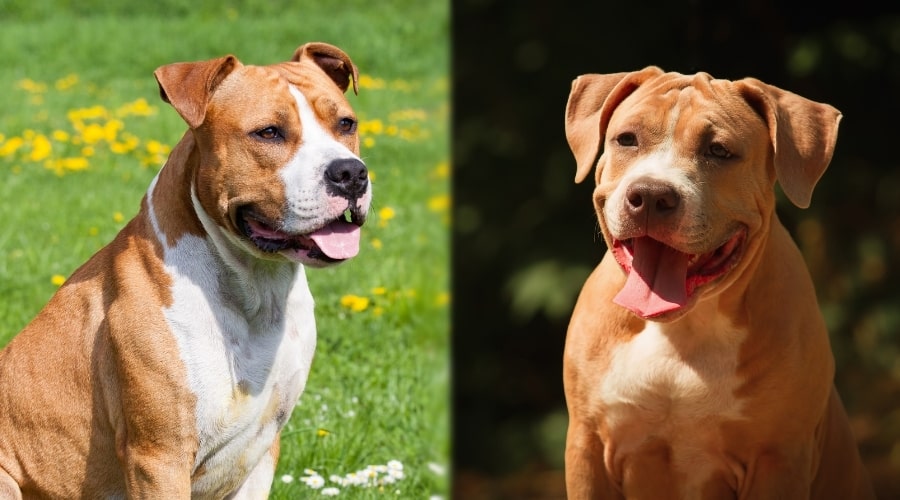 Two Tan Dogs Outdoors