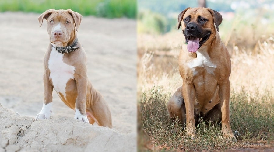 Two Tan Dogs Posing and Sitting for Camera