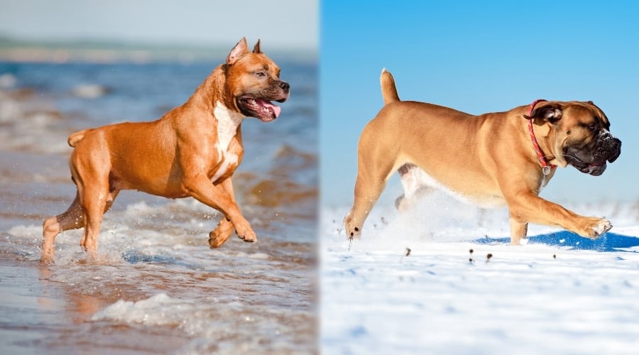 Two Tan Dogs Running in Water and Snow