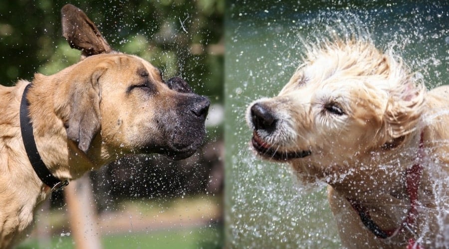 Two Tan Dogs Shaking off Water