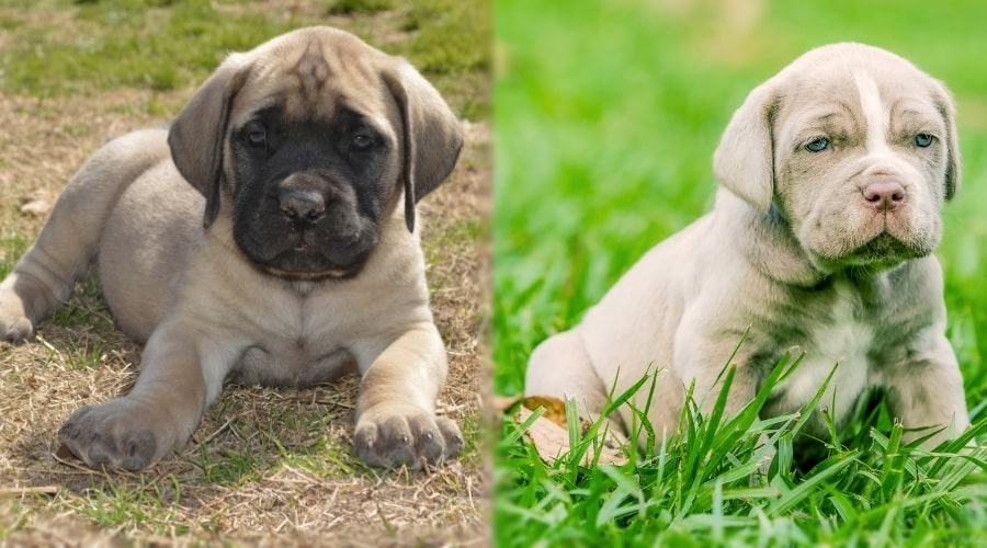 Two Tan Large Breed Puppies in Grass